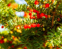 교목 주목나무 이미지